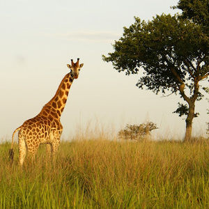 Meet your Posher, Teressa